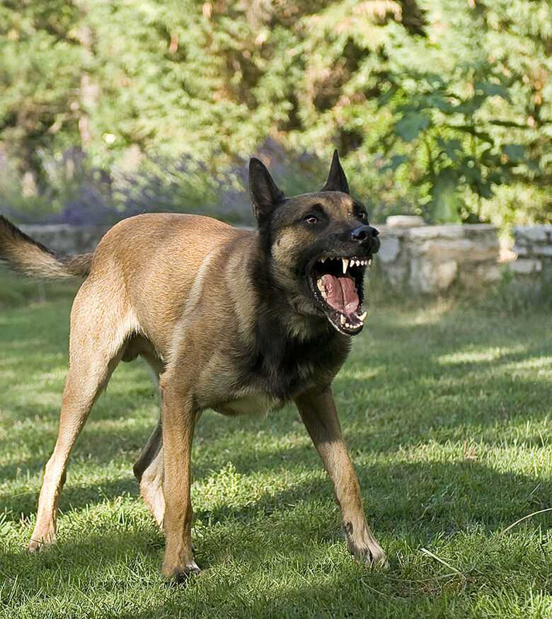 Dog Bite Attorneys in Charleston, WV - Angry Dog