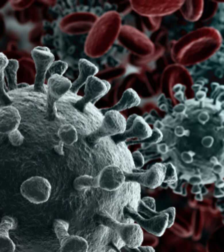 Microscopic view of viruses among red blood cells