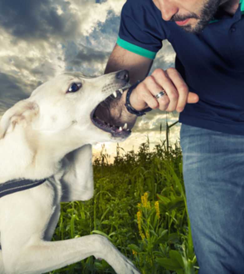 Dog Bite Lawyer in Brunswick