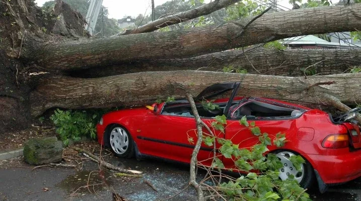 Morgan & Morgan Wins Million Dollar Jury Verdict for Orlando Man Injured by Falling Tree - The red car crashed due to a fallen tree.