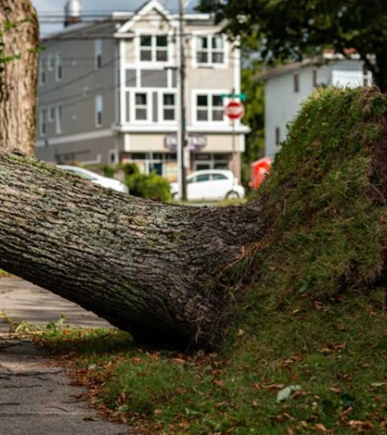 Hurricane Lawyer in Gainesville, Florida - Fallen Tree after Hurricane