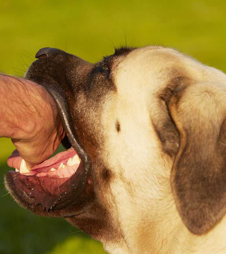 Dog Bite Attorneys in Atlanta, GA - dog biting hand