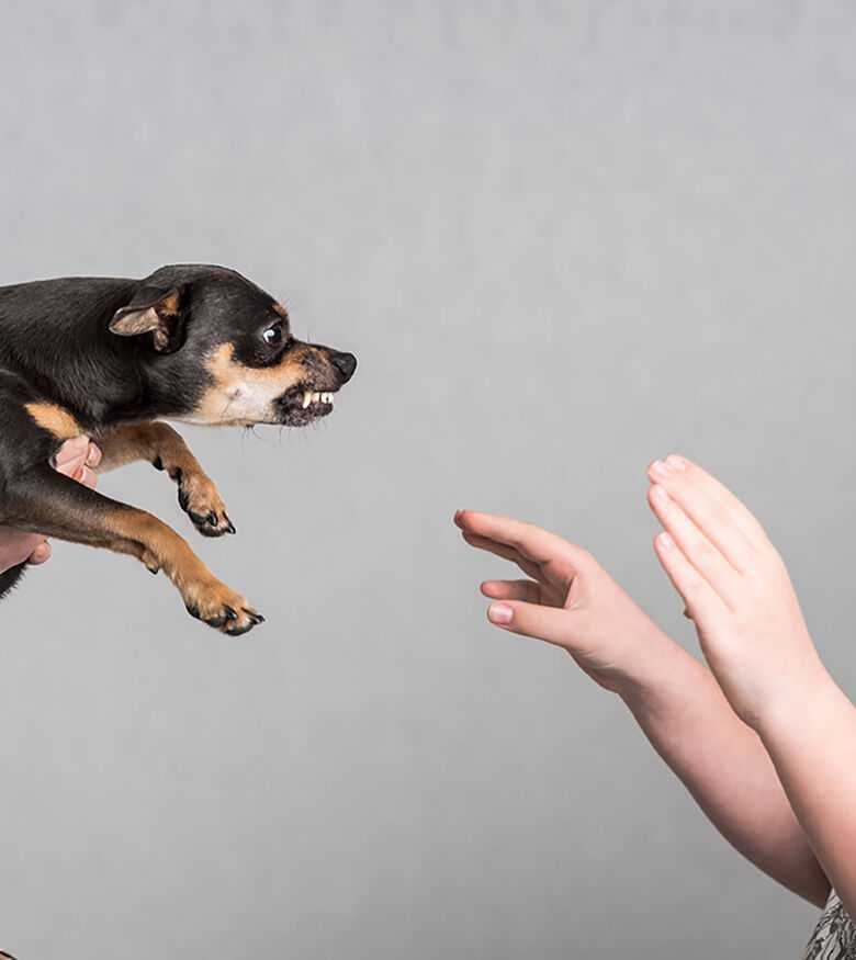 Birmingham Dog Bite Attorneys - Dog held up to scared woman