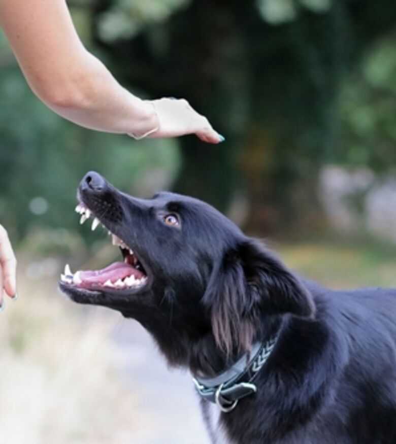 Dog Bite Lawyer in Covington