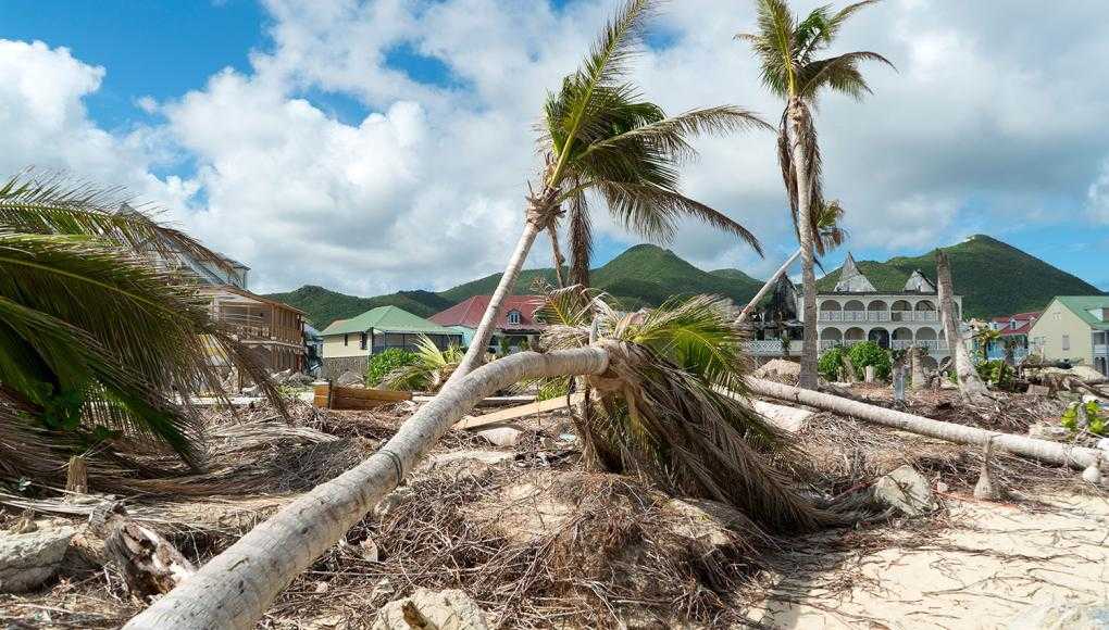 Tree knocked down after storm