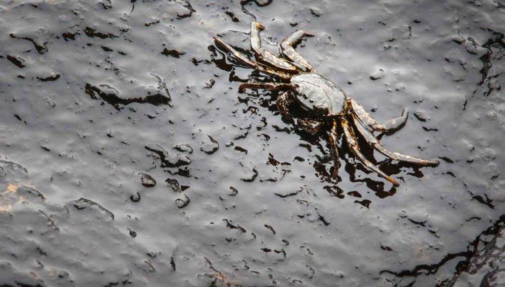 crab and oil spill at the beach