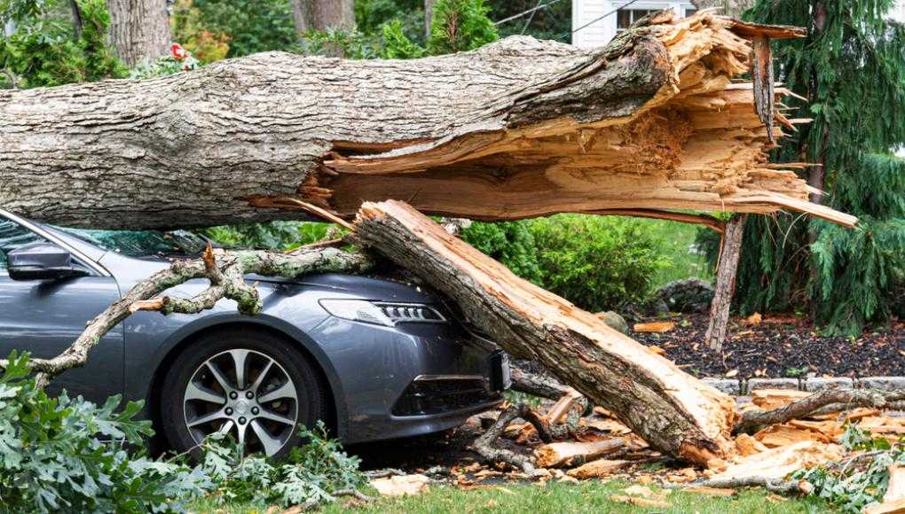 Car that is under a tree during a hurricane