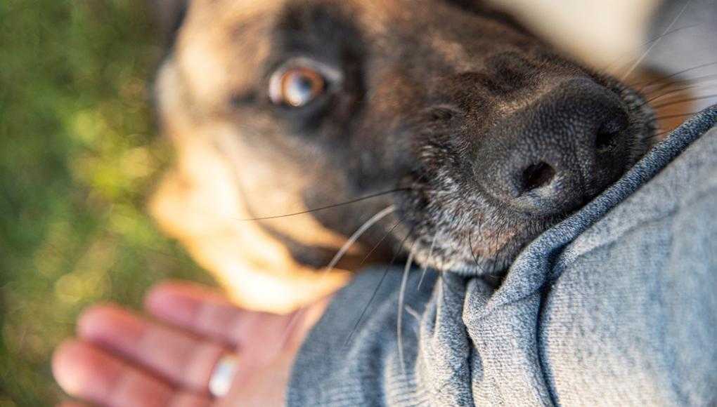 dog biting guy's pants