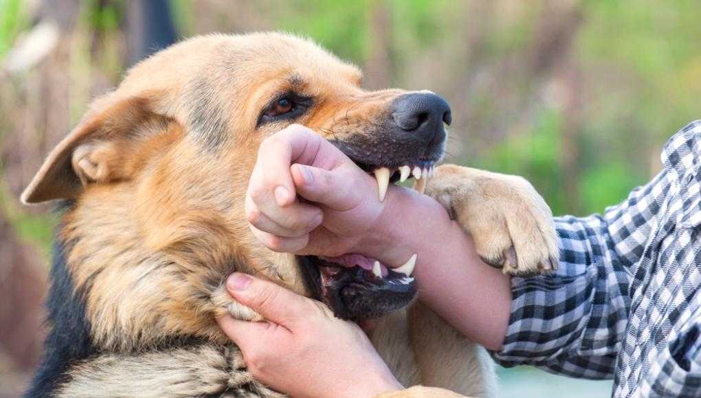 dog biting owner's hand