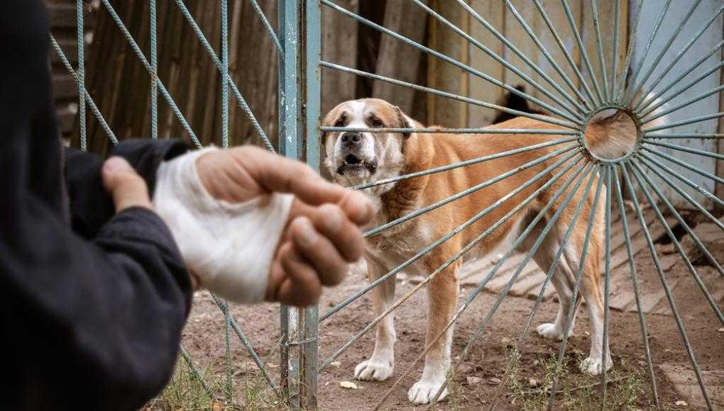 dog bite on human's arm