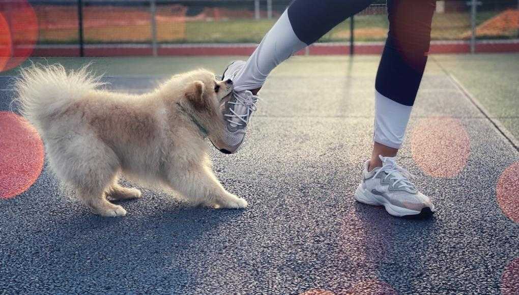 dog biting human's foot