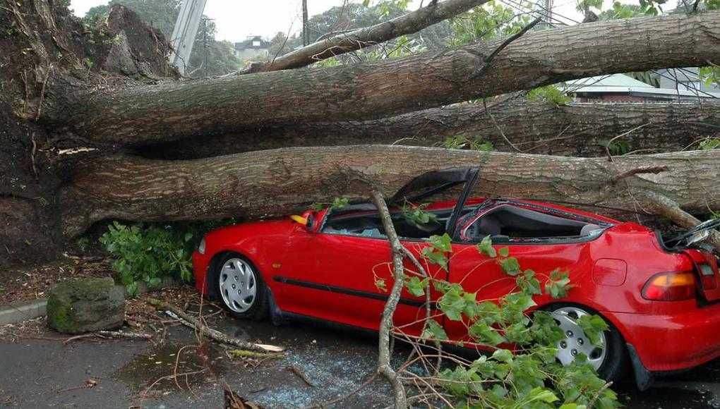 Morgan & Morgan Wins Million Dollar Jury Verdict for Orlando Man Injured by Falling Tree - The red car crashed due to a fallen tree. 