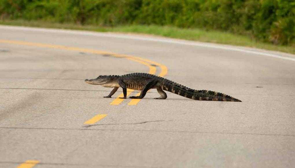 From Reptiles to Weather and More: Driving in Tampa Can Be an Odd Experience Sometimes - A reptile moving along the center of the highway. 