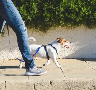 walking with the dog on sidewalk