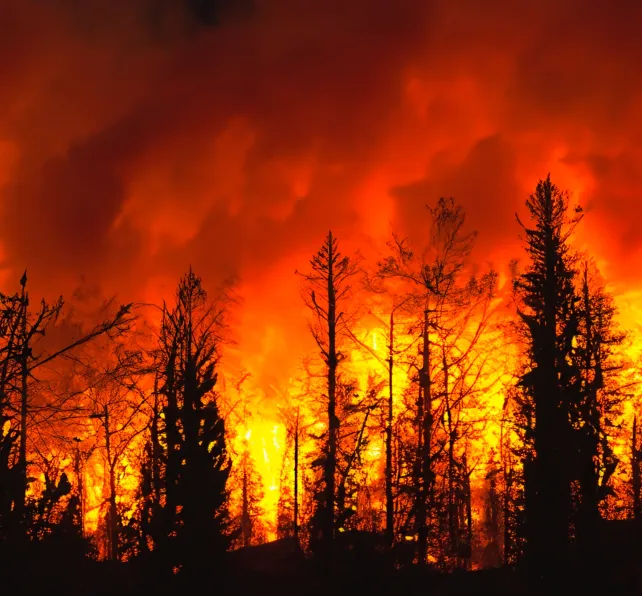 Maui Hawaii Wildfire