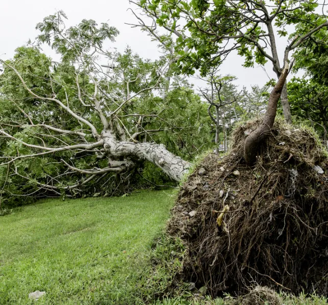 tree falling