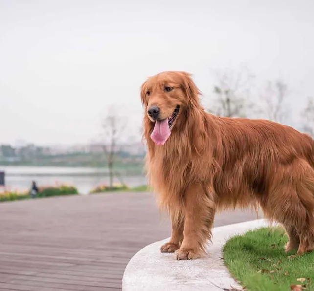 Helps Memphis Dogs Find Homes