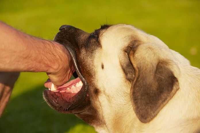 Lexington Dog Bite Attorneys - dog biting human hand
