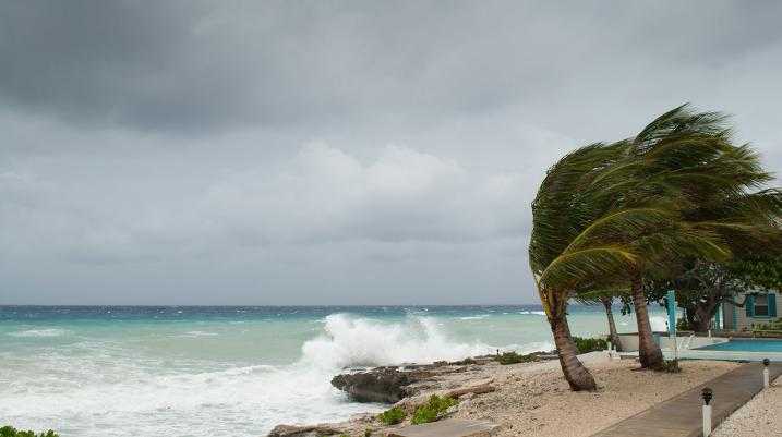 Heavy wind blowing trees