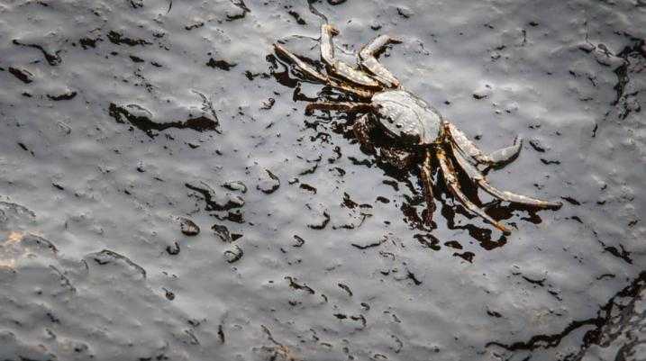 crab and oil spill at the beach