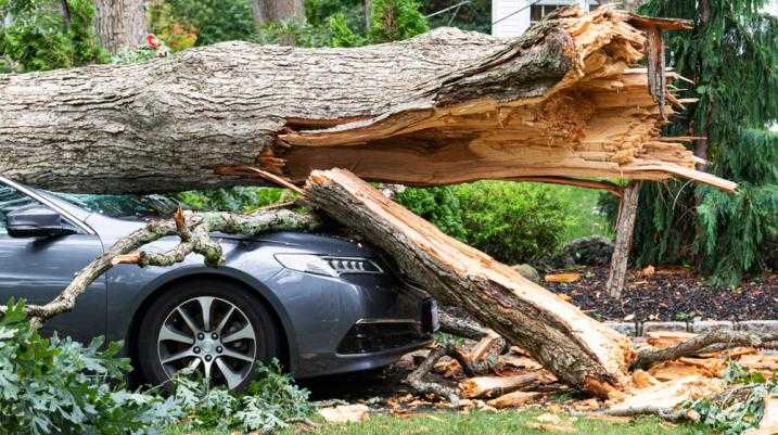 Car that is under a tree during a hurricane