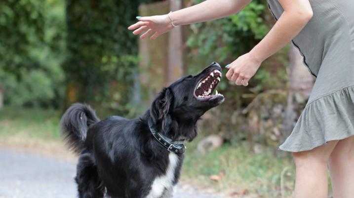 dog biting his owner