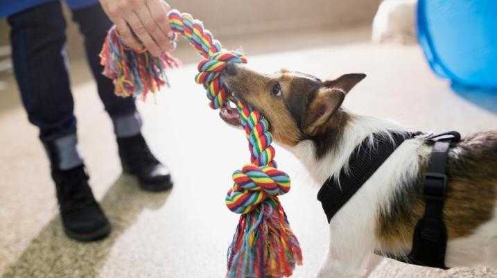 dog biting the foot