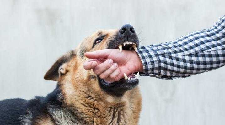 dog biting human's arm