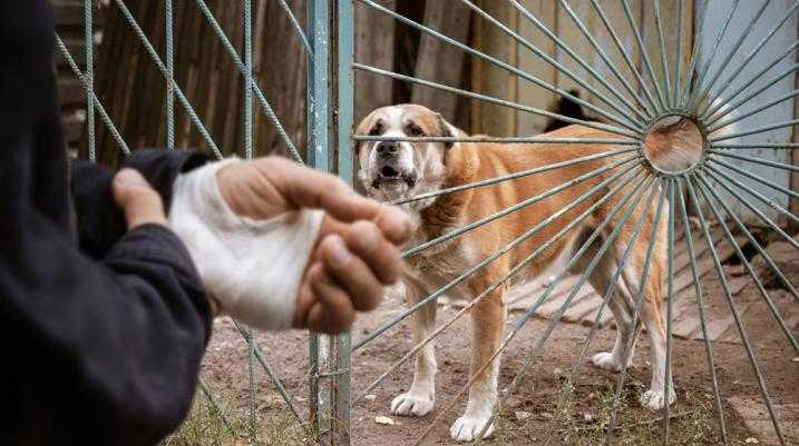 dog bite on human's arm