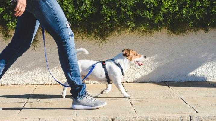 walking with the dog on sidewalk