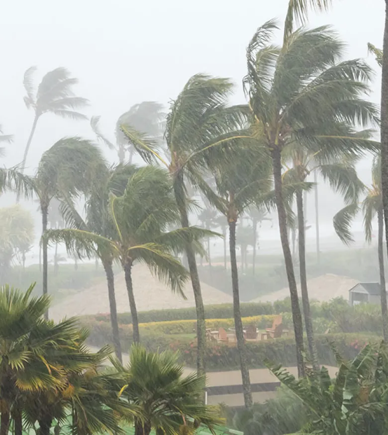 Palm tress in stormy weather