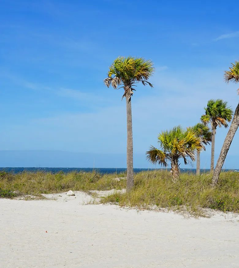 Palm trees on a beach