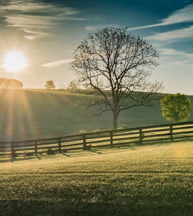 Sunrise over pasture