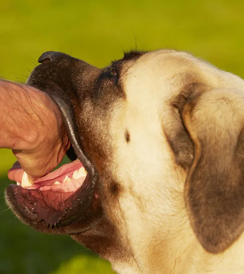 Paducah Dog Bite Attorneys - dog biting hand