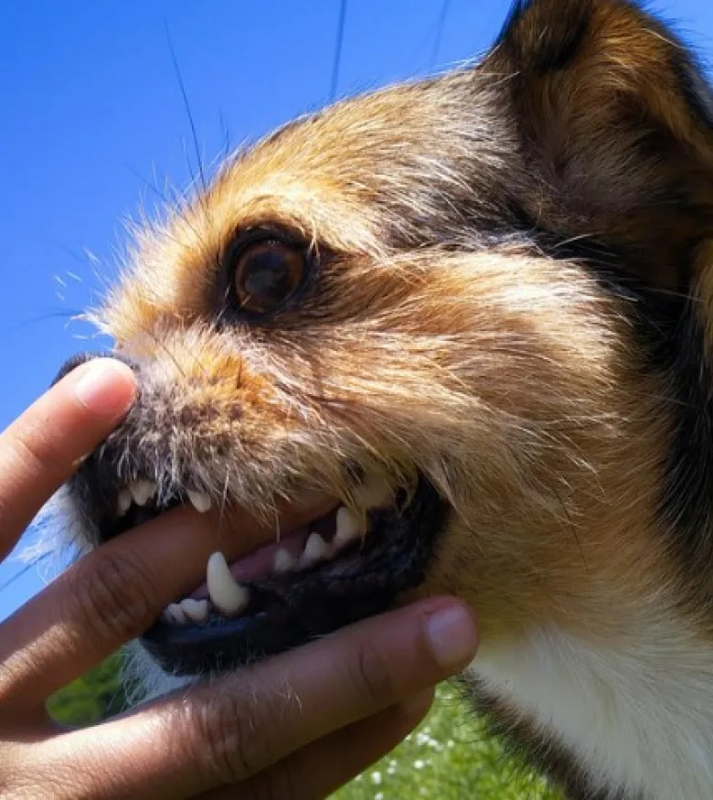 Where Can I Find Dog Bite Attorneys in Big Pine Key, FL - Dog biting fingers