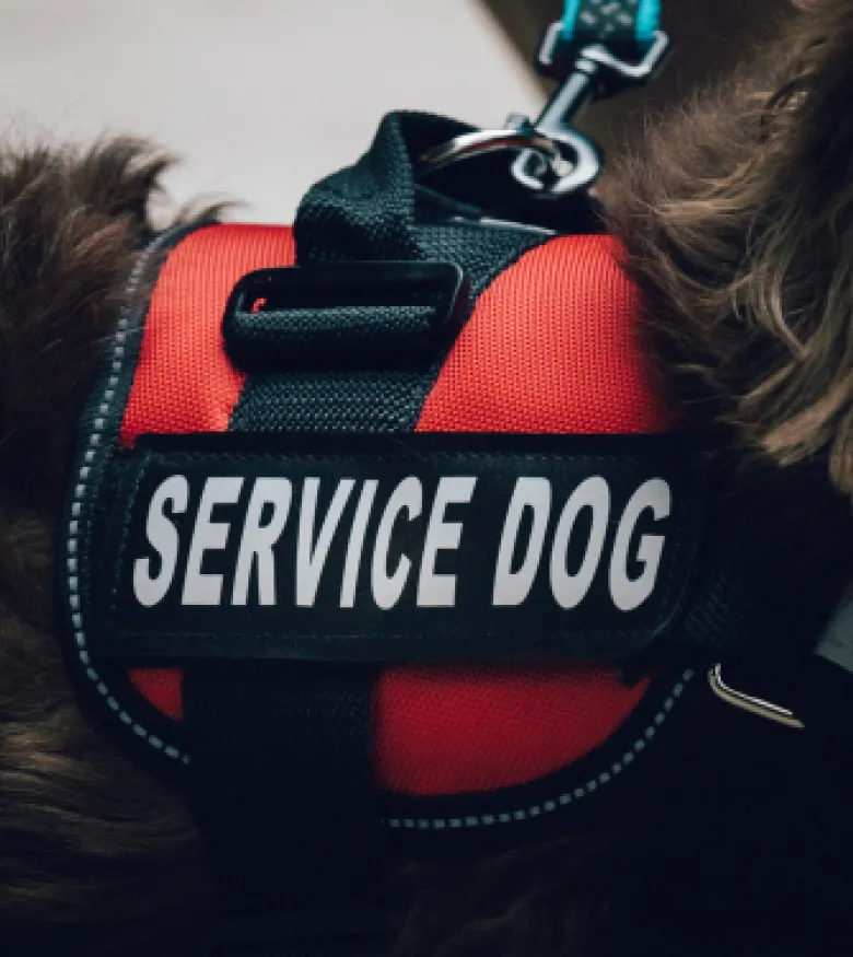 Service Dog