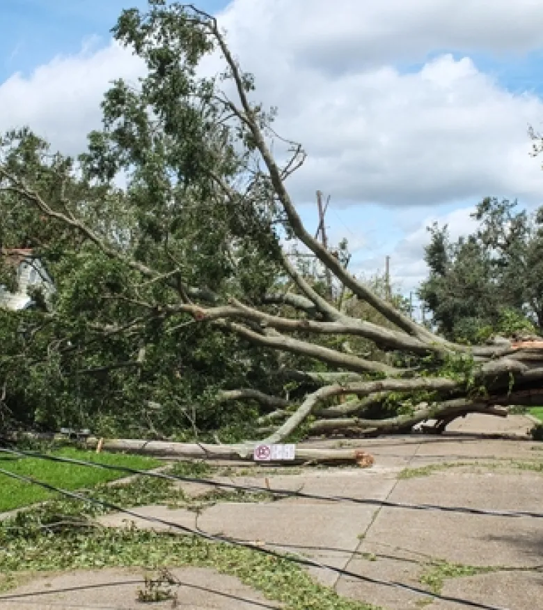 Hurricane Lawyer in Owensboro, KY - Fallen tree after a Hurricane