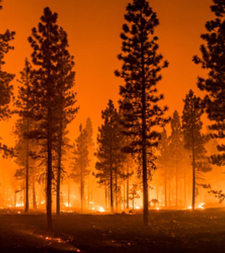 What Is the Wildfire Personal Belonging Claims Process? 