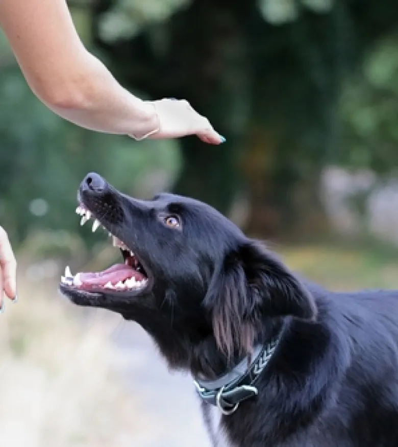 Dog Bite Lawyer in Covington