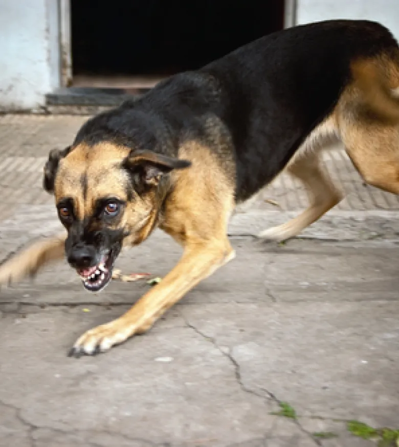 An aggressive dog ready to attack, representing the need for a Dog Bite Attorney in West Tampa.