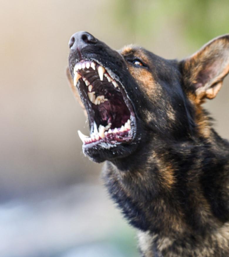 Aggressive dog baring teeth, with focus on open mouth contact a dog bite attorney in Owensboro.