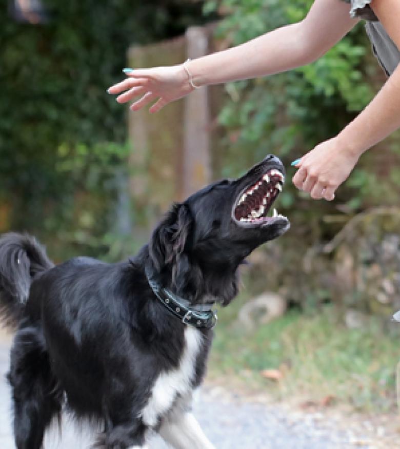 A black dog biting a person's hand during an outdoor encounter, contact a dog bite attorney in Queens.