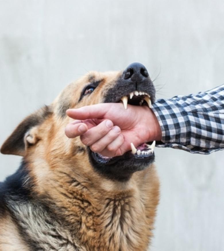 Dog biting a person's hand, seek a dog bite attorney in Spring Hill for legal aid.