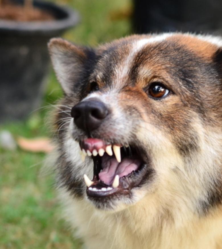 Aggressive dog showing teeth, indicating potential danger, highlighting the need for a Dog Bite Attorney in Augusta.