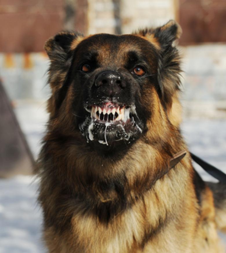 German Shepherd baring its teeth aggressively, representing a case handled by a Dog Bite Attorney in Waltham.