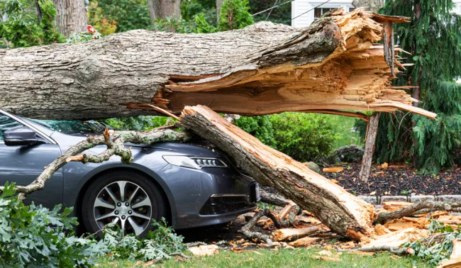 Car that is under a tree during a hurricane