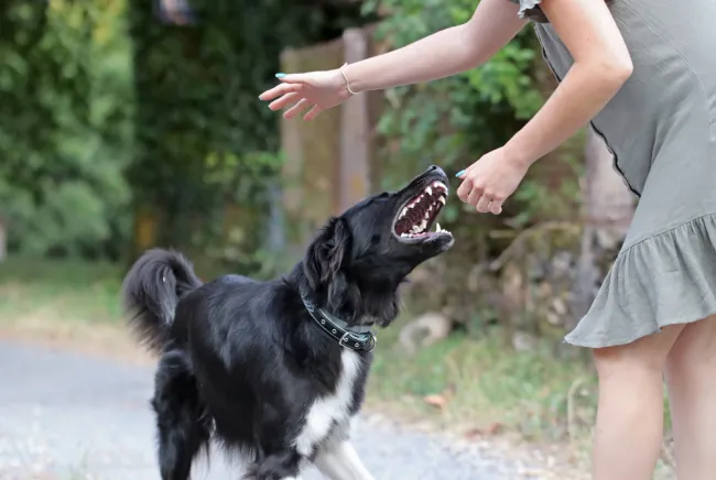 dog biting his owner