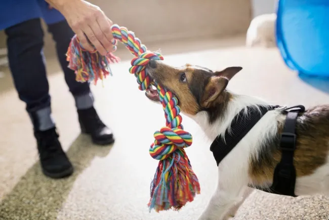 dog biting the foot