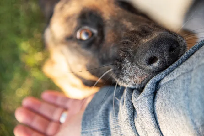 dog biting guy's pants