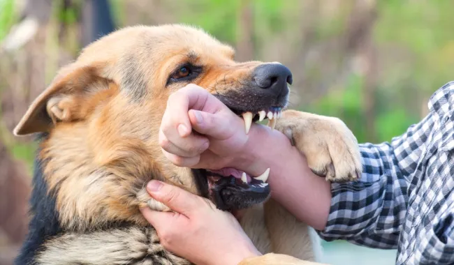 dog biting owner's hand